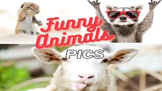 15 Best Funny Animal Pictures taken at the perfect time