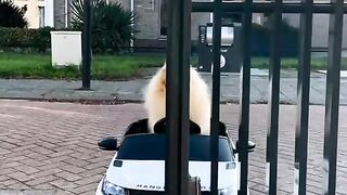 Cute Dog funn