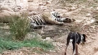 Tiger killed dog at zone 2 Ranthambore National Park,at zone 2 Ranthambore National Park,