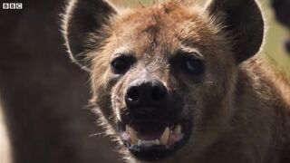 Lion Trapped by Clan of Hyenas | Dynasties | BBC Earth