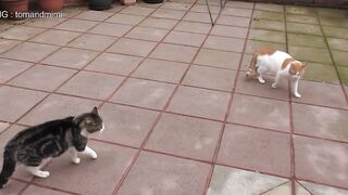 Cat Fight Compilation  | 4K