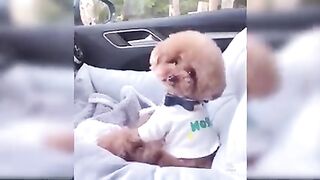 Baby Dogs - Cute and Funny Dog Videos Compilation #33 | Aww Animals