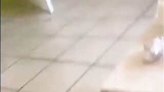 Funny Cats Memes Compilation