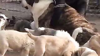 Dog Lover
