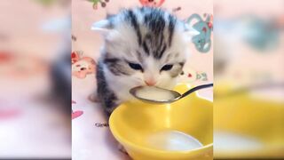 Beautiful cats and funny baby cats