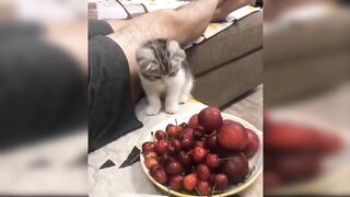 Cats funny