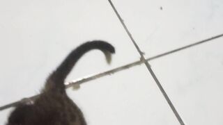 Baby musang pandan