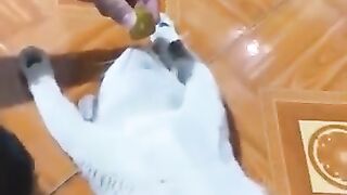 Funny Cats and Dogs ???????? | Funny Animal Videos #21