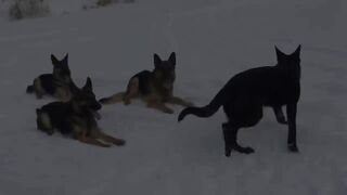 Extreme trained & disciplined German shepherd dogs .