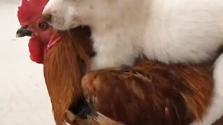 Cute hen an dog