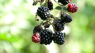 Mulberry Fruits