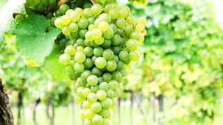 Grapes: A Delicious and Nutritious Addition to Your Diet