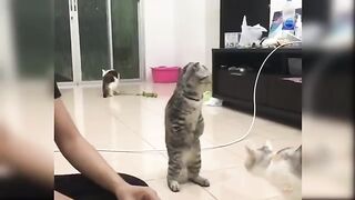 Baby_Cats_-_Cute_and_Funny_Cat_Videos_Compilation_