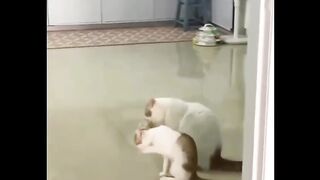 when the cat makes the same move