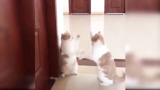 Cute Baby Cats - Funny Baby Cat Videos Compilation