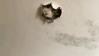 Cats funny videos