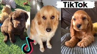 BEST Funny Dogs of TikTok Compilation [Part 1]