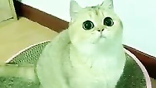 Aww Cute cat videos funny CL85 Cat Cash Compilation chines???? Tiktok Cat Meow #catmeow #shorts