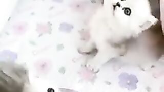 Aww Cute cat videos funny CL85 Cat Cash Compilation chines Tiktok Cat Meow #catmeow #shorts