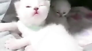 Aww Cute cat videos funny CL85 Cat Cash Compilation chines Tiktok Cat Meow #catmeow #shorts
