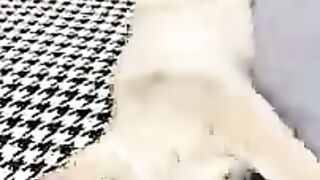 Aww Cute cat videos funny CL85 Cat Cash Compilation chines Tiktok Cat Meow #catmeow #shorts