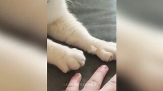 funny pets 2023 pt 2