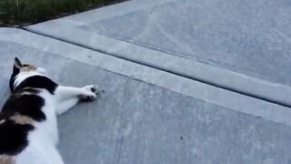 You laugh, You lose!!Funniest Animals ???? ???? Part 46