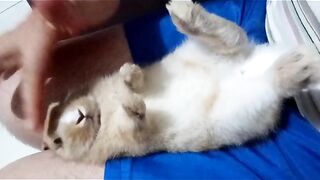 Cute sleepy rabbit