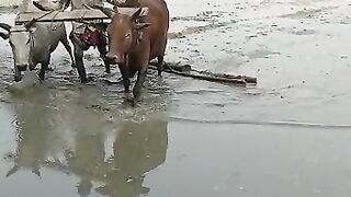 জমিতে বাসই ভিডিও যারা দেখেননি তাদের জন্য