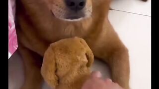 It's a pity that the dog is being slandered by its owner????