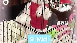 Superhero dog????