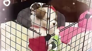 Superhero Dog
