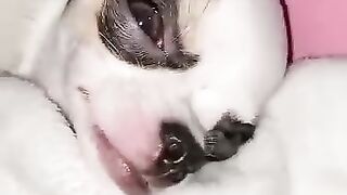 My Cihuahua Sick????