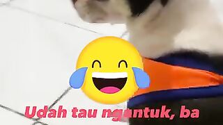 My Cihuahua ngantuk
