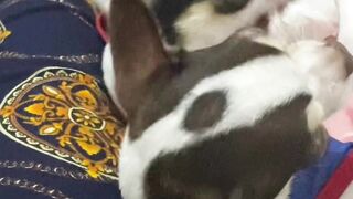 My Chihuahua