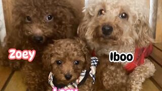 Ibo_Zoey Family