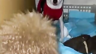 My Poodle vs Cihuahua