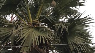 পাখি