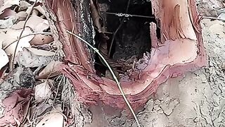 See how the hive is harvested | Honey is a very useful food