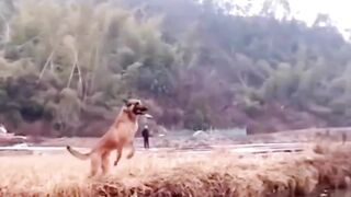 My dog has talents too