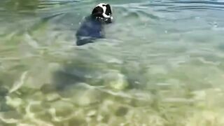 Baby shark like baby coconuts