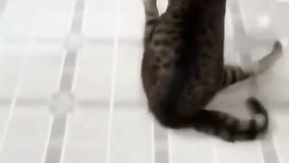 Animal's funny video of cat