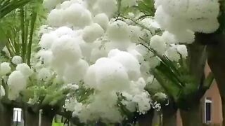 mdkamal 2