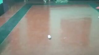 cat play 2