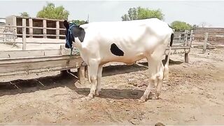 Insaf cattle farm 2