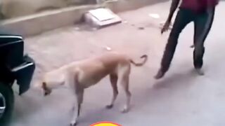 Funny video ???????? 51
