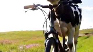 Cow and cat riding a bicycle. Funny video