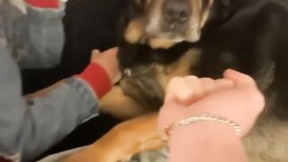 My dog Has a pure heart shorts dog