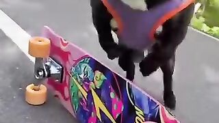 funy dog 2