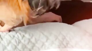 What does the rooster do to me when I sleep ( to watch the full version) #funny #cute